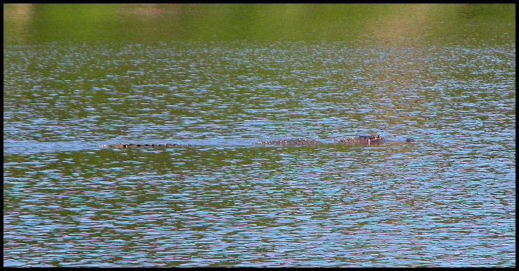 Kubla Ken's Alligator in his backyard lake